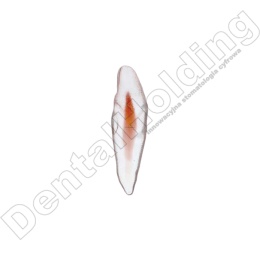 Ząb treningowy Lower incisor B (open) - dolny siekacz B (otwarty)