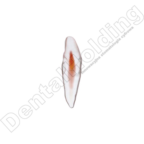 Ząb treningowy Lower incisor B (open) - dolny siekacz B (otwarty)